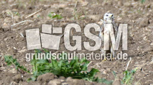 Mäusebussard_ (5).jpg